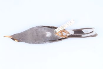 Media type: image;   Ornithology 68168 Description: Photograph of specimen: Lateral.;